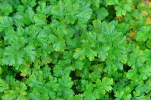 verde salsinha, plantação foto