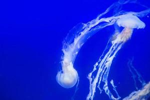 embaixo da agua imagem do geléia peixe foto