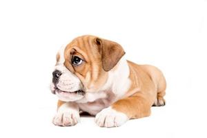 fofa cachorro do Inglês buldogue foto