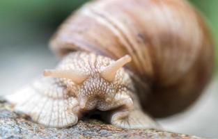 fechar acima para Caracol foto