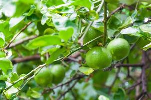 fresco limas cru verde limão suspensão em uma Lima árvore dentro jardim, limas cultivo foto