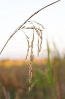 arroz arroz ,crescente arroz em natureza fundo foto