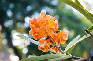 laranjas orquídea lindo dentro jardim, tailandês orquídea foto