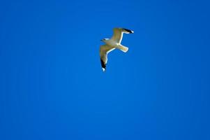 gaivota em céu foto