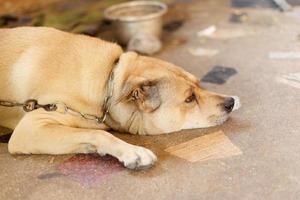 fechar acima Sombrio Castanho branco cachorro localização baixa em terra chão foto