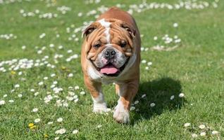 buldogue em a campo foto