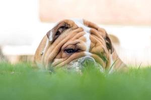 retrato do Inglês buldogue foto