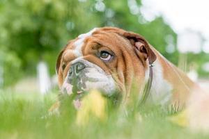 retrato do Inglês buldogue foto