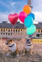 engraçado cachorros com balões foto