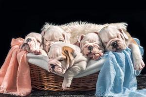 grupo do Inglês buldogue filhotes foto