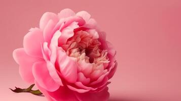 Rosa peônia flor. ilustração ai generativo foto
