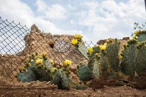 fundo cacto com amarelo flores, com velho paredes do uma mexicano cidade. foto