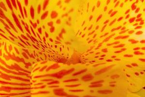 amarelo achira cana indica flor macro foto fundo