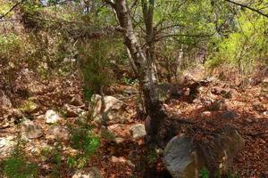 rochoso Riacho dentro a floresta com árvores e folhas foto