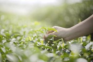 feche a mão colhendo folhas de chá frescas em uma fazenda de chá verde orgânico natural foto