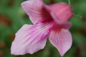 flor dicerocaryum eriocarpum de perto foto