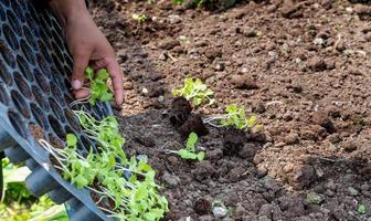 fechar-se agricultor fêmea mão plantio brotar com a verde alface dentro fertil solo. foto