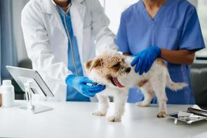 dois médicos estão examinando ele. veterinário remédio conceito. shih tzu cachorro dentro veterinário clínica. foto