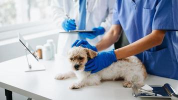 shih tzu cachorro obtendo injeção com vacina durante compromisso dentro uma veterinário clínica foto