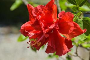 vermelho hibisco florescendo dentro Bangkok jardim Tailândia foto