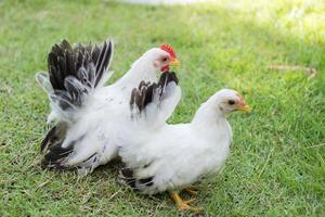 duas galinhas brancas na grama verde, galo colorido. galo foto