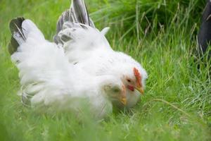 duas galinhas brancas na grama verde, galo colorido. galo. bantam
