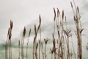 campo de trigo sob um céu nublado foto