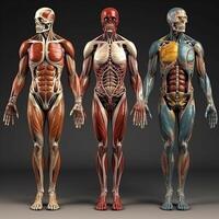 ai generativo humano anatomia - músculos e órgãos - 3d render foto