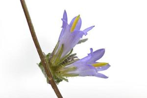 campanula trachelium, comumente chamada de campânula com folhas de urtiga, grécia foto