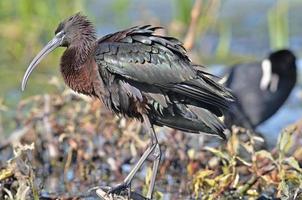 ibis brilhante - plegadis falcinellus, creta