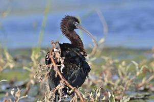 ibis brilhante - plegadis falcinellus, creta
