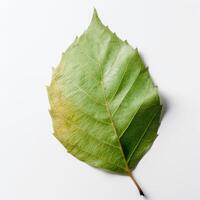 verde folha em branco fundo generativo ai foto