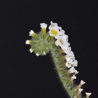 heliotropium hirsutissimum, família boraginaceae, creta foto