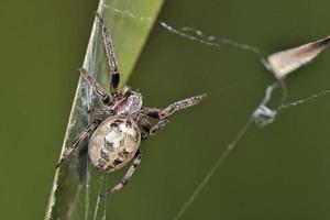 larinioides cornutus, a aranha de sulco, aranha de orbe de sulco ou aranha folhada é uma aranha tecelã de orbe, creta foto