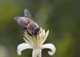 abelha melífera europeia - apis mellifera, grécia foto