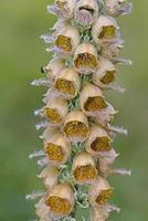 digitalis ferruginea, a dedaleira enferrujada, é uma espécie de planta com flor da família plantaginaceae, grécia
