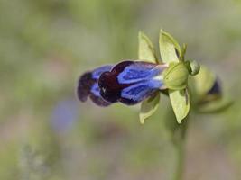flor de ophrys iricolor, grécia