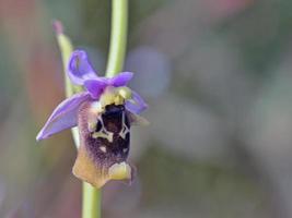 flor da ophrys episcopalis, grécia foto