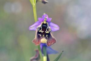 flor da ophrys episcopalis, grécia foto