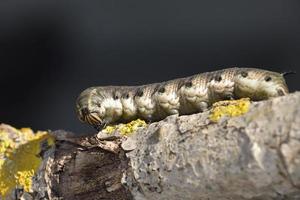 larvas da mariposa - agrius convolvuli, creta foto
