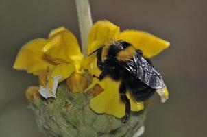 bombus argillaceus é uma espécie de abelha do subgênero megabombus, creta, grécia