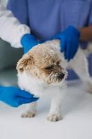 veterinario examinando cachorro e gato. cachorro e gatinho às veterinário doutor. animal clínica. animal Verifica acima e vacinação. saúde Cuidado. foto