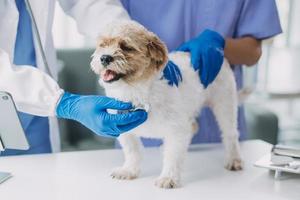 veterinario examinando cachorro e gato. cachorro e gatinho às veterinário doutor. animal clínica. animal Verifica acima e vacinação. saúde Cuidado. foto