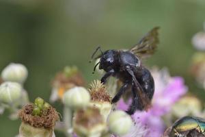 abelha carpinteira violeta - xylocopa violacea, grécia
