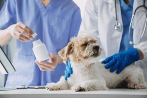 veterinario examinando cachorro e gato. cachorro e gatinho às veterinário doutor. animal clínica. animal Verifica acima e vacinação. saúde Cuidado. foto