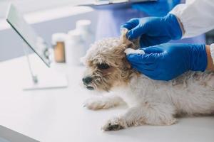 veterinario examinando cachorro e gato. cachorro e gatinho às veterinário doutor. animal clínica. animal Verifica acima e vacinação. saúde Cuidado. foto