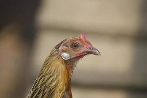 frango cabeça pássaro foto