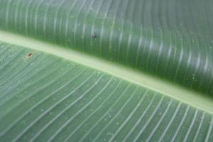 verde banana folha textura foto