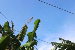 foto do banana árvore folhas contra azul céu