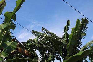 foto do banana árvore folhas contra azul céu